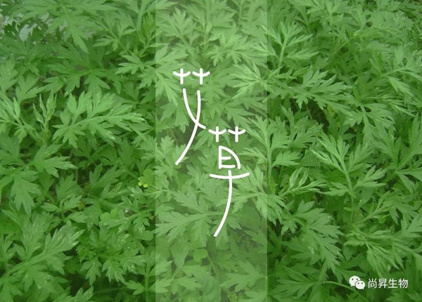 青青艾草，除濕珍寶